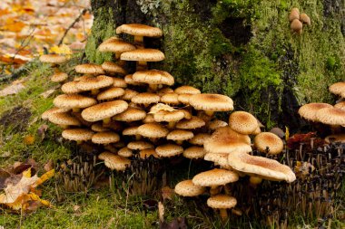 Büyük grup og mantar büyür ağaç popo üzerinde.