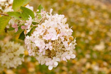Güzel bir sonbahar park pembe ortanca çiçekleri.