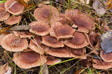 Büyük grup og mantar büyür ağaç popo üzerinde.