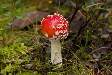 Güzel, ama sonbahar ormanda Zehirli mantar amanita yakın çekim.