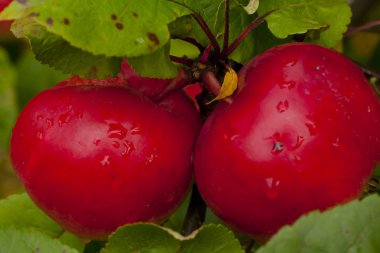 Kırmızı elma yeşil yaprakları arka plan üzerine yağmur sonra ağaç üzerinde büyüyen.