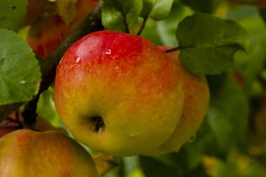 Sonra yağmur yeşil yaprakları arka plan üzerinde ağaç üzerinde büyüyen kırmızı-yeşil elma.