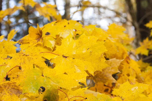 Folhas de bordo amarelo no outono no fundo do céu azul. — Fotografia de Stock