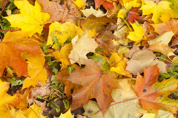 Beautiful autumn park with yellow maple leaves. — Stock Photo, Image