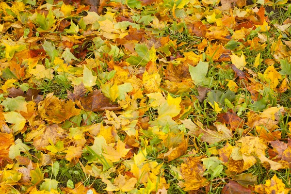 Beautiful autumn park with yellow maple leaves. — Stock Photo, Image