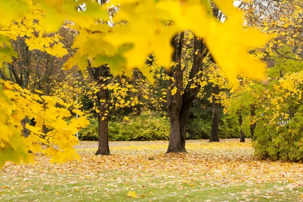 Beau parc d'automne aux feuilles d'érable jaunes . — Photo