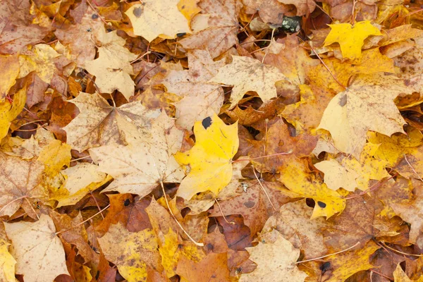 Schöner Herbstpark mit gelben Ahornblättern. — Stockfoto