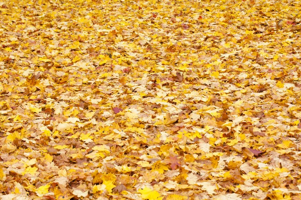 Beautiful autumn park with yellow maple leaves. — Stock Photo, Image