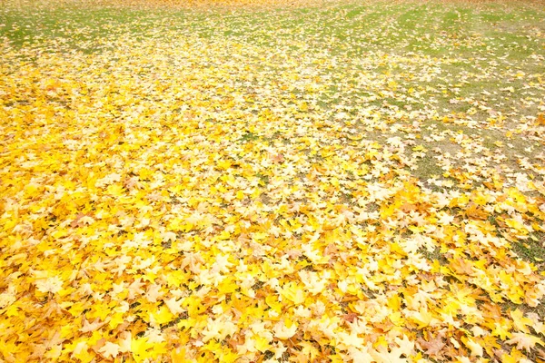 Vacker höst park med gul lönn lämnar. — Stockfoto