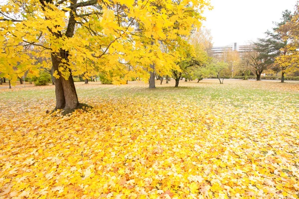 Beau parc d'automne aux feuilles d'érable jaunes . — Photo