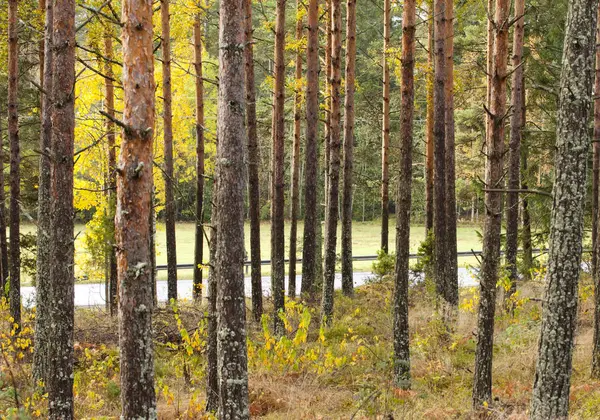 Beau paysage forestier d'automne et route derrière les arbres . — Photo