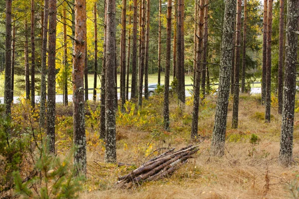 Beau paysage forestier d'automne et route derrière les arbres . — Photo