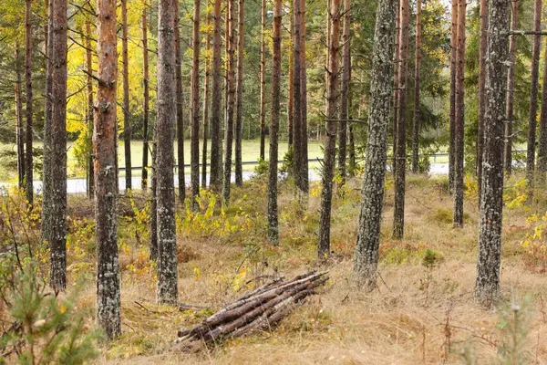 Beau paysage forestier d'automne et route derrière les arbres . — Photo