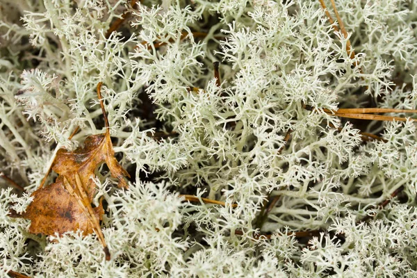Fondo Moss blanco natural de primer plano en otoño . — Foto de Stock