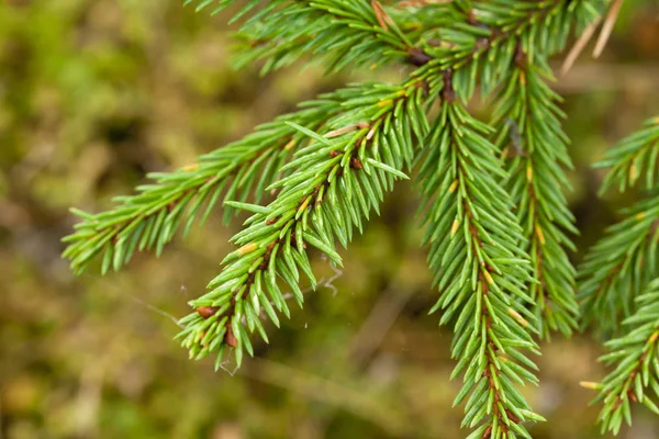 Green spruce branch with web close-up. — Stock Photo, Image