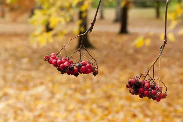 Ashberry nel parco primo piano in autunno . — Foto Stock