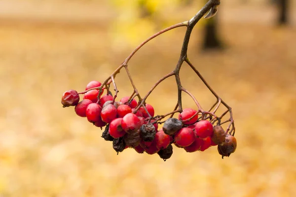 Ashberry nel parco primo piano in autunno . — Foto Stock