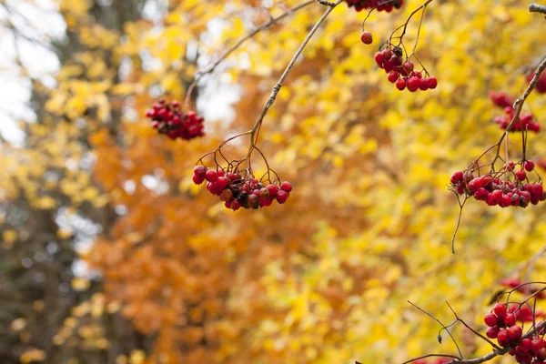 Ashberry su sfondo foglie gialle primo piano in autunno . — Foto Stock