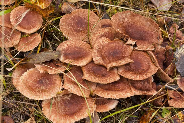 Grand groupe de champignons og pousse sur le cul de l'arbre . — Photo