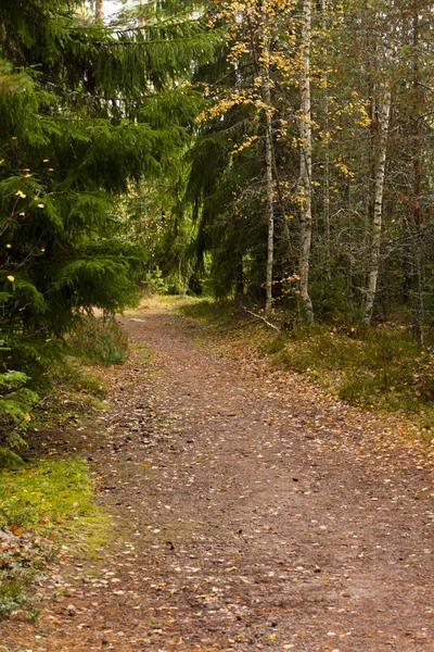 Осінній шлях з листям у прекрасному лісі . — стокове фото