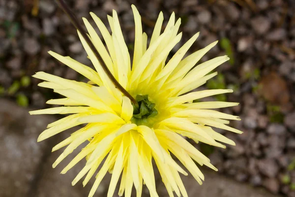 Fleur jaune Dahlia gros plan à l'automne . — Photo