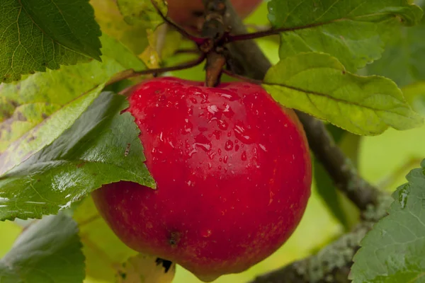Maçãs vermelhas crescendo na árvore após a chuva no fundo folhas verdes . — Fotografia de Stock