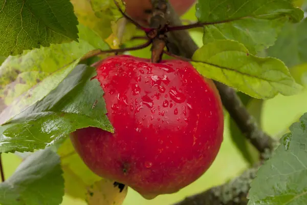 Maçãs vermelhas crescendo na árvore após a chuva no fundo folhas verdes . — Fotografia de Stock