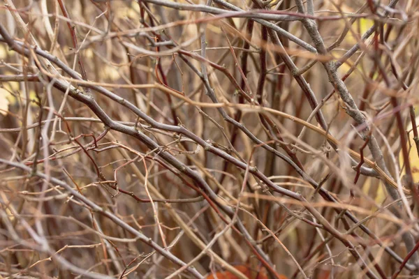 Barna bush ágak, levelek, az őszi közelről nélkül. — Stock Fotó