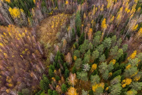 Vista aérea de bosques coloridos en un día de otoño en Finlandia. Fotografía de drones — Foto de Stock