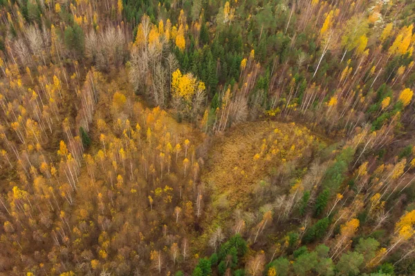 Vista aérea de bosques coloridos en un día de otoño en Finlandia. Fotografía de drones — Foto de Stock