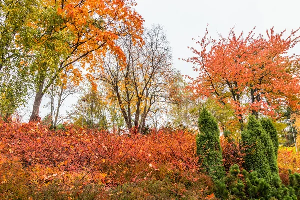 Jasné barvy v podzimním parku. Podzimní krajina. — Stock fotografie