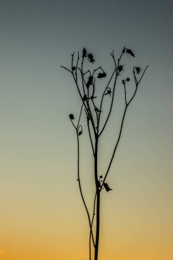 Sonbaharda Kymijoki nehrinin günbatımında çimenler kurur..