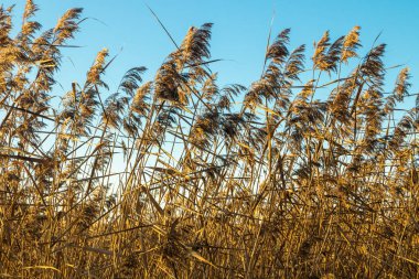 Finlandiya 'daki Kymijoki nehrinin mavi gökyüzü arka planında kuru kamış.