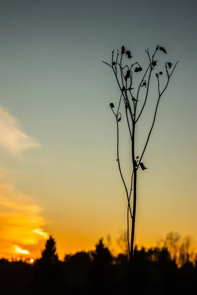 Dry grass on sunset background on river Kymijoki at autumn, Finland. — Stock Photo, Image