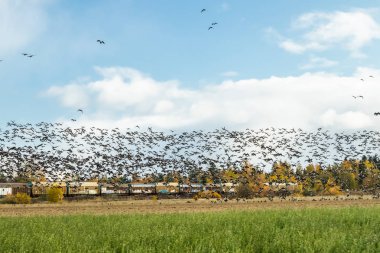 Kouvola, Finlandiya - 5 Ekim 2019: Tren arka planında büyük bir kaya midyesi sürüsü uçuyor. Kuşlar güneye göç etmeye hazırlanıyor..