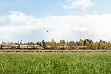 Kouvola, Finlandiya - 5 Ekim 2019: Tren arka planında büyük bir kaya midyesi sürüsü uçuyor. Kuşlar güneye göç etmeye hazırlanıyor..