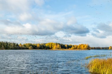 Büyük bir kaya midyesi sürüsü Kymijoki nehrinin üzerinde uçuyor ve suyun üzerinde oturuyor. Kuşlar güneye göç etmeye hazırlanıyor..
