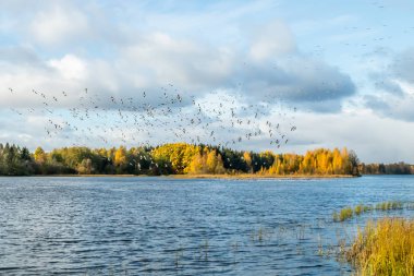 Büyük bir kaya midyesi sürüsü Kymijoki nehrinin üzerinde uçuyor ve suyun üzerinde oturuyor. Kuşlar güneye göç etmeye hazırlanıyor..
