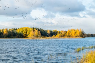 Büyük bir kaya midyesi sürüsü Kymijoki nehrinin üzerinde uçuyor ve suyun üzerinde oturuyor. Kuşlar güneye göç etmeye hazırlanıyor..