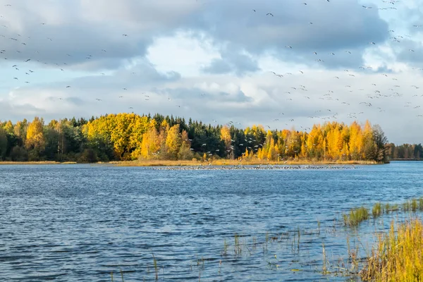 Een grote kudde brandgans vliegt boven de rivier de Kymijoki en zit op het water. Vogels bereiden zich voor om naar het zuiden te trekken.. — Stockfoto