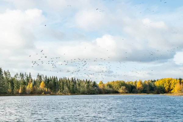 Una gran bandada de ganso de los percebes está volando sobre el río Kymijoki y sentada sobre el agua. Las aves se preparan para migrar al sur . — Foto de Stock
