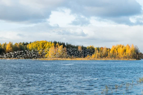 Una gran bandada de gallinas de los percebes está despegando del río Kymijoki. Las aves se preparan para migrar al sur . —  Fotos de Stock