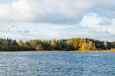 Kymijoki nehrinin üzerinde büyük bir kaya midyesi sürüsü uçuyor. Kuşlar güneye göç etmeye hazırlanıyor..