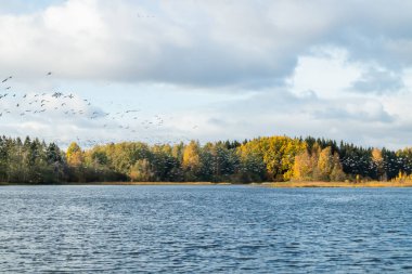 Kymijoki nehrinin üzerinde büyük bir kaya midyesi sürüsü uçuyor. Kuşlar güneye göç etmeye hazırlanıyor..