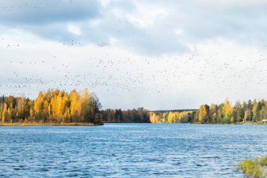 Kymijoki nehrinin üzerinde büyük bir kaya midyesi sürüsü uçuyor. Kuşlar güneye göç etmeye hazırlanıyor..