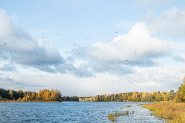 Kymijoki nehrinin üzerinde büyük bir kaya midyesi sürüsü uçuyor. Kuşlar güneye göç etmeye hazırlanıyor..