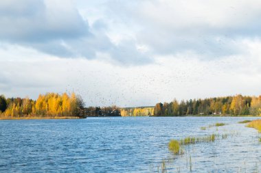Büyük bir kaya midyesi sürüsü Kymijoki nehrinin üzerinde uçuyor ve suyun üzerinde oturuyor. Kuşlar güneye göç etmeye hazırlanıyor..