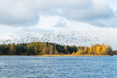 Kymijoki nehrinin üzerinde büyük bir kaya midyesi sürüsü uçuyor. Kuşlar güneye göç etmeye hazırlanıyor..