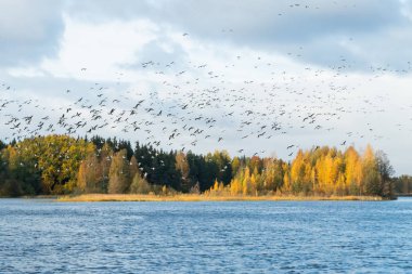 Kymijoki nehrinin üzerinde büyük bir kaya midyesi sürüsü uçuyor. Kuşlar güneye göç etmeye hazırlanıyor..