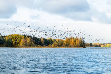 Kymijoki nehrinden büyük bir kaya midyesi sürüsü kalkıyor. Kuşlar güneye göç etmeye hazırlanıyor..